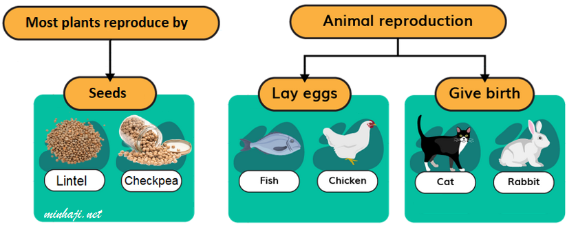 Methods of reproduction in living things